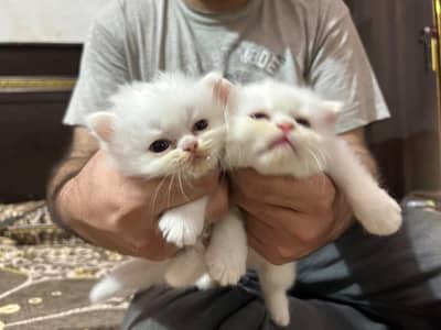 Persian kittens for sale