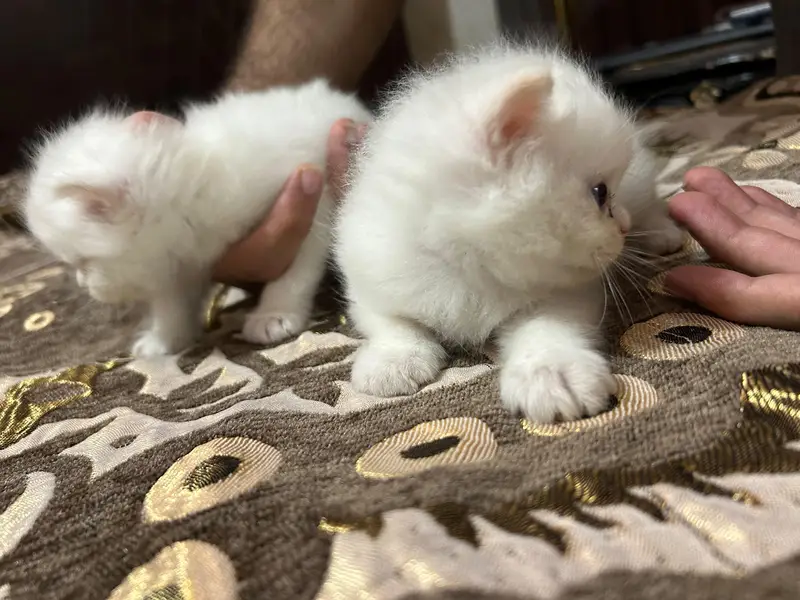 Persian kittens for sale — photo 2