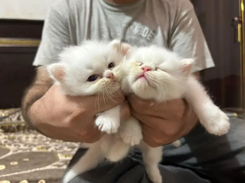 Persian kittens for sale — photo 3