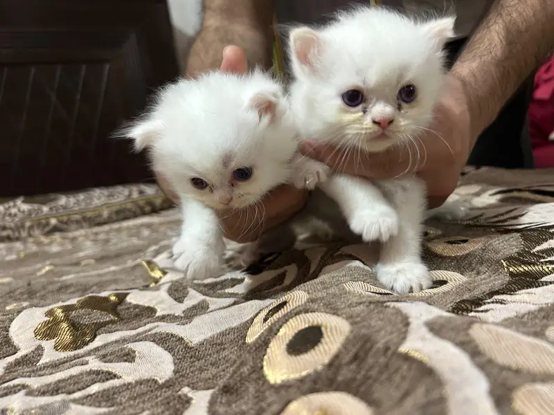 Persian kittens for sale — photo 4
