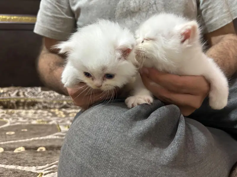Persian kittens for sale — photo 5
