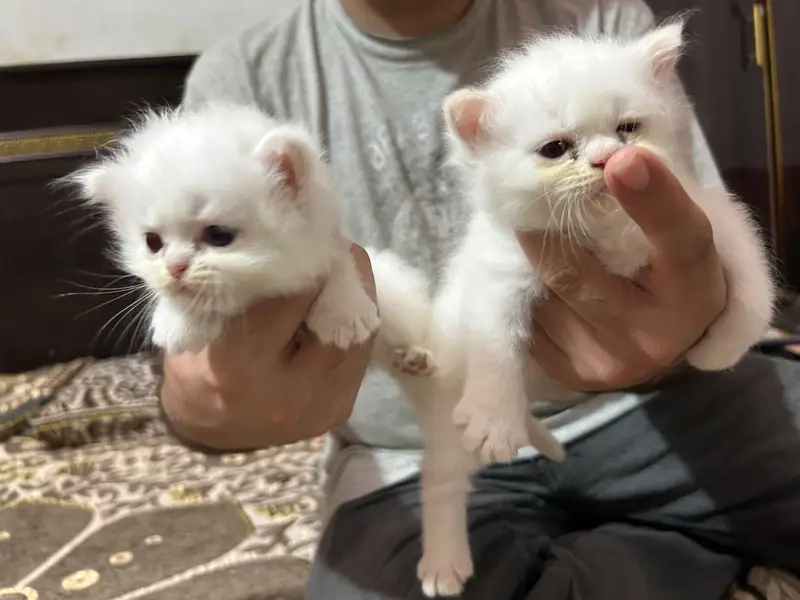 Persian kittens for sale — photo 6