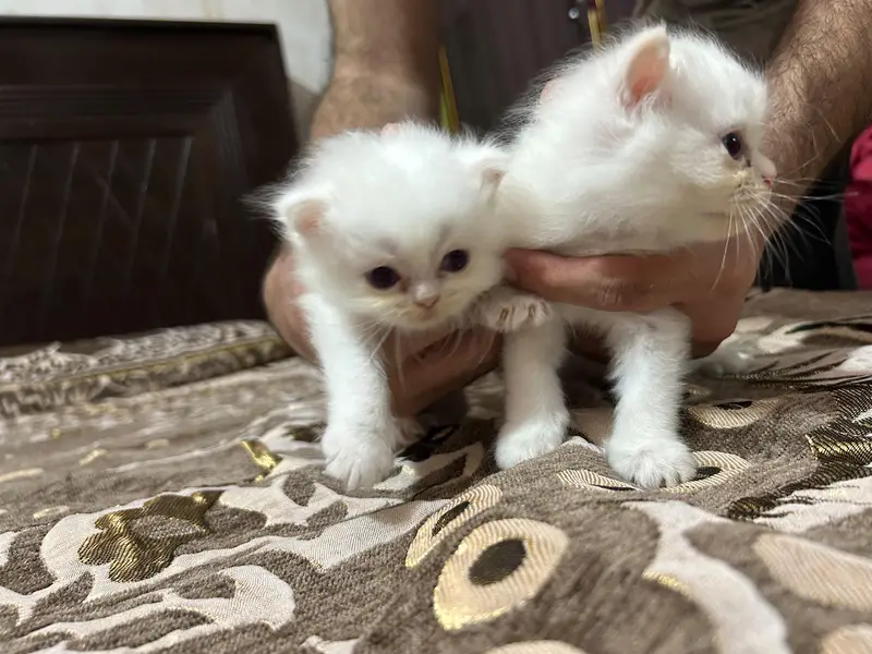 Persian kittens for sale — photo 7