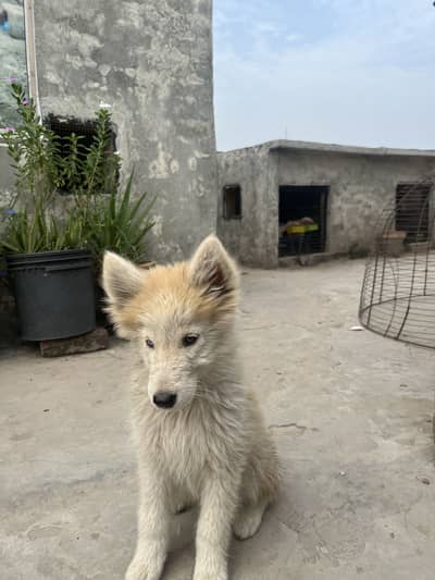 Husky puppy pair available. Female wolfy coat