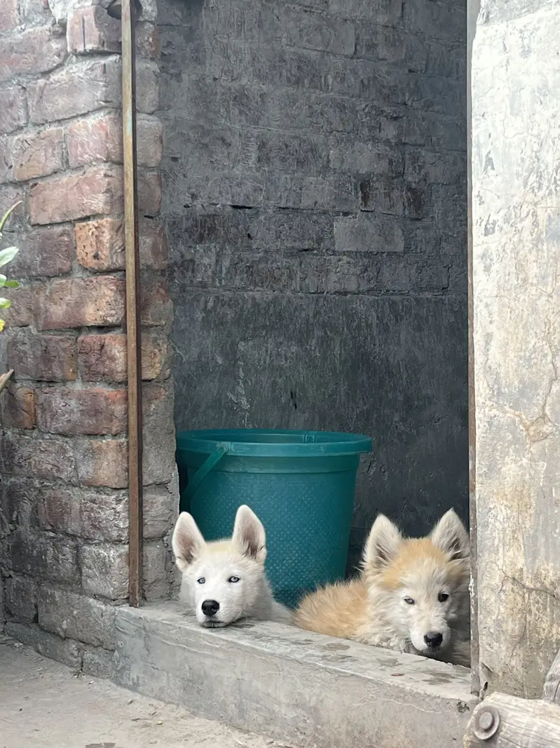Husky puppy pair available. Female wolfy coat — photo 2