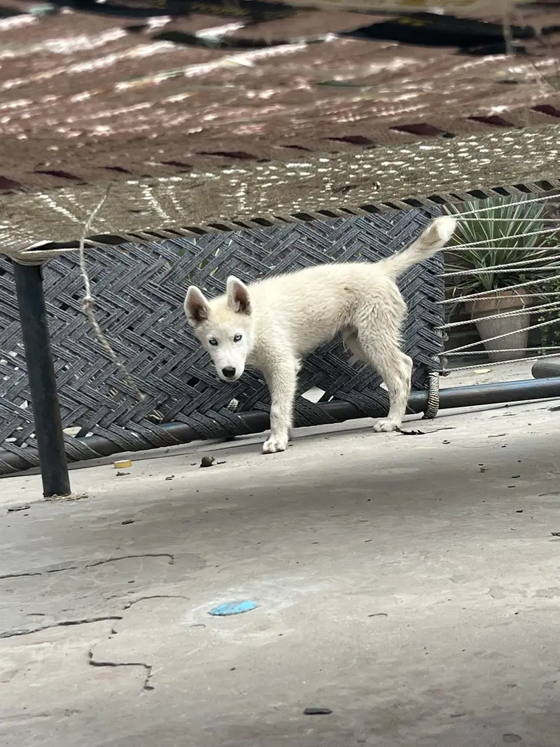 Husky puppy pair available. Female wolfy coat — photo 3