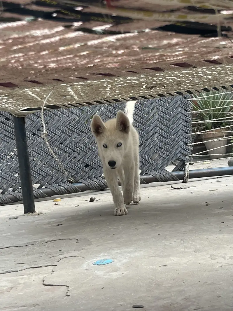 Husky puppy pair available. Female wolfy coat — photo 4
