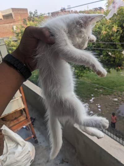 Persian Cat for Sale