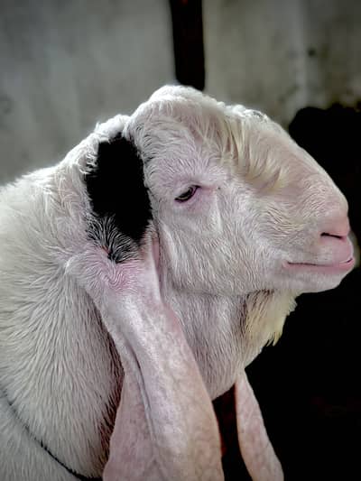 Gulabi Goat