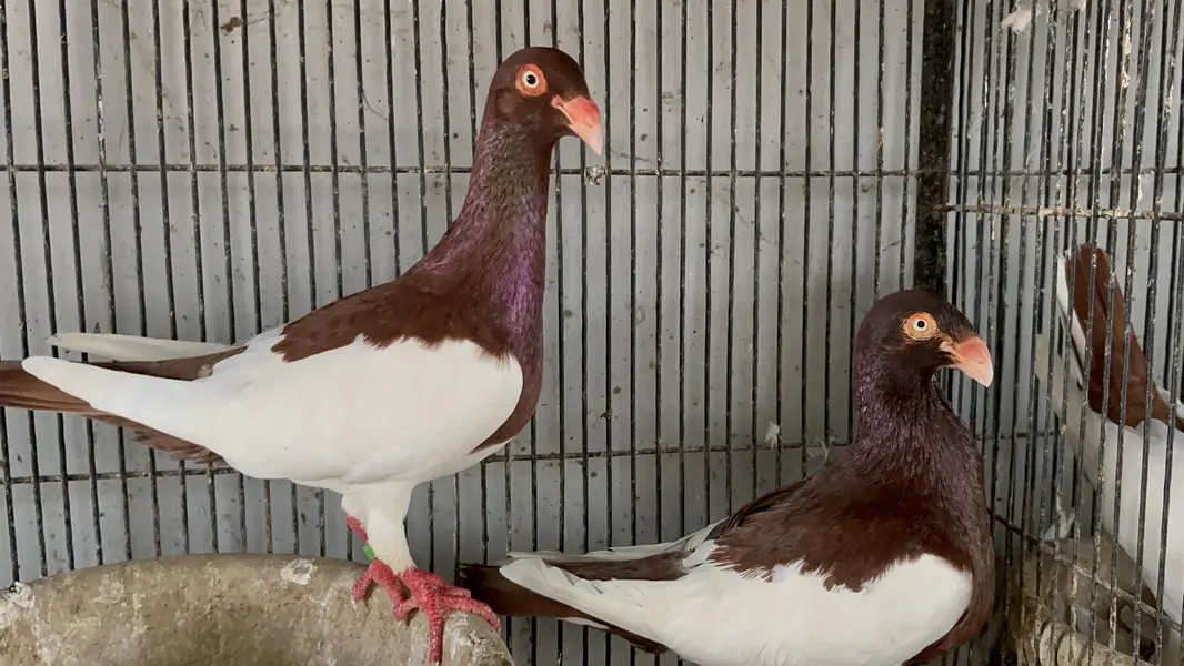 Aseel pair gobara pair danish pair for sal hain — photo 2