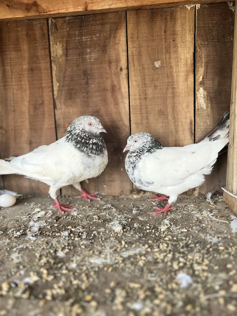 Aseel pair gobara pair danish pair for sal hain — photo 3