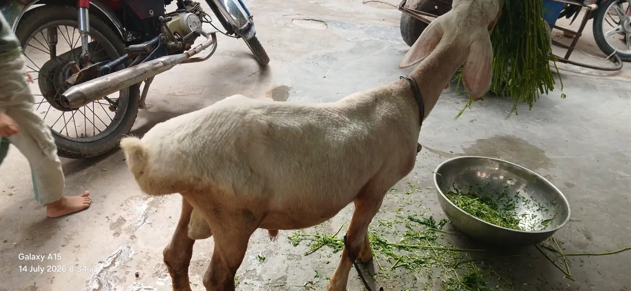 Kheera Dumba Hai Full Active And Chaaru Hai — photo 5
