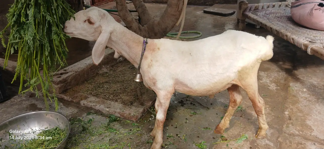 Kheera Dumba Hai Full Active And Chaaru Hai — photo 6