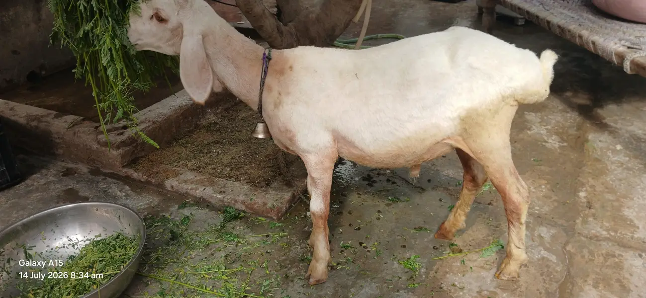 Kheera Dumba Hai Full Active And Chaaru Hai — photo 7