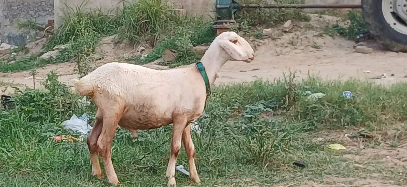 Kheera Dumba Hai Full Active And Chaaru Hai — photo 9