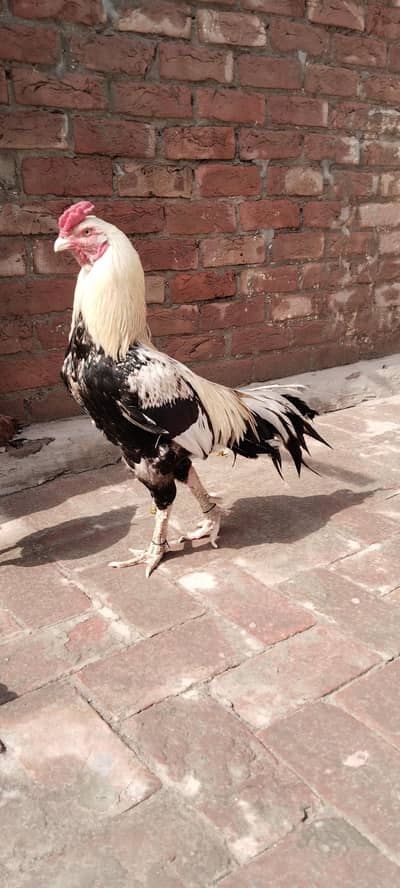 Pure Aseel birds