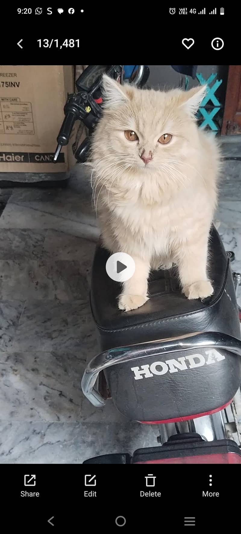Persian cat 1