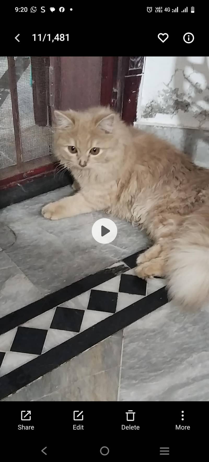 Persian cat 2