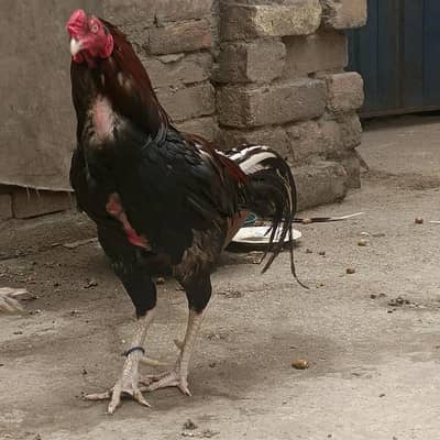aseel roaster