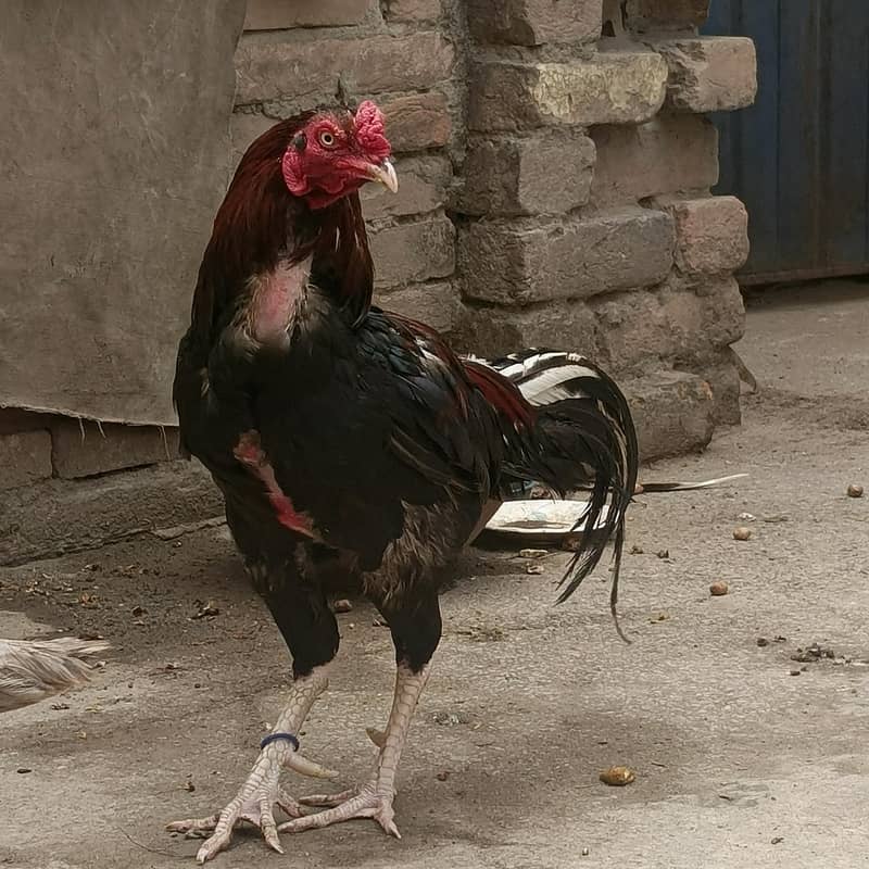 aseel roaster 1