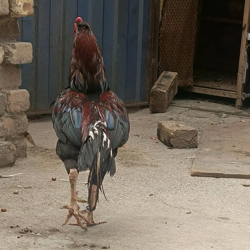 aseel roaster 2