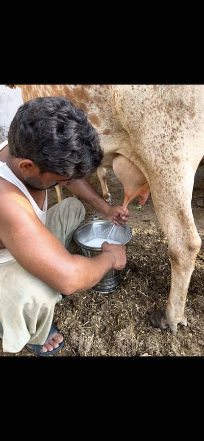 Cholistan Cow with Bachrii
