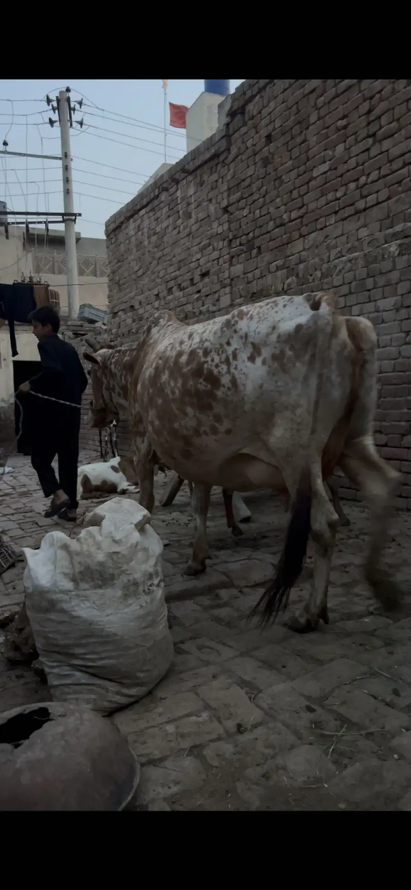 Cholistan Cow with Bachrii — photo 2
