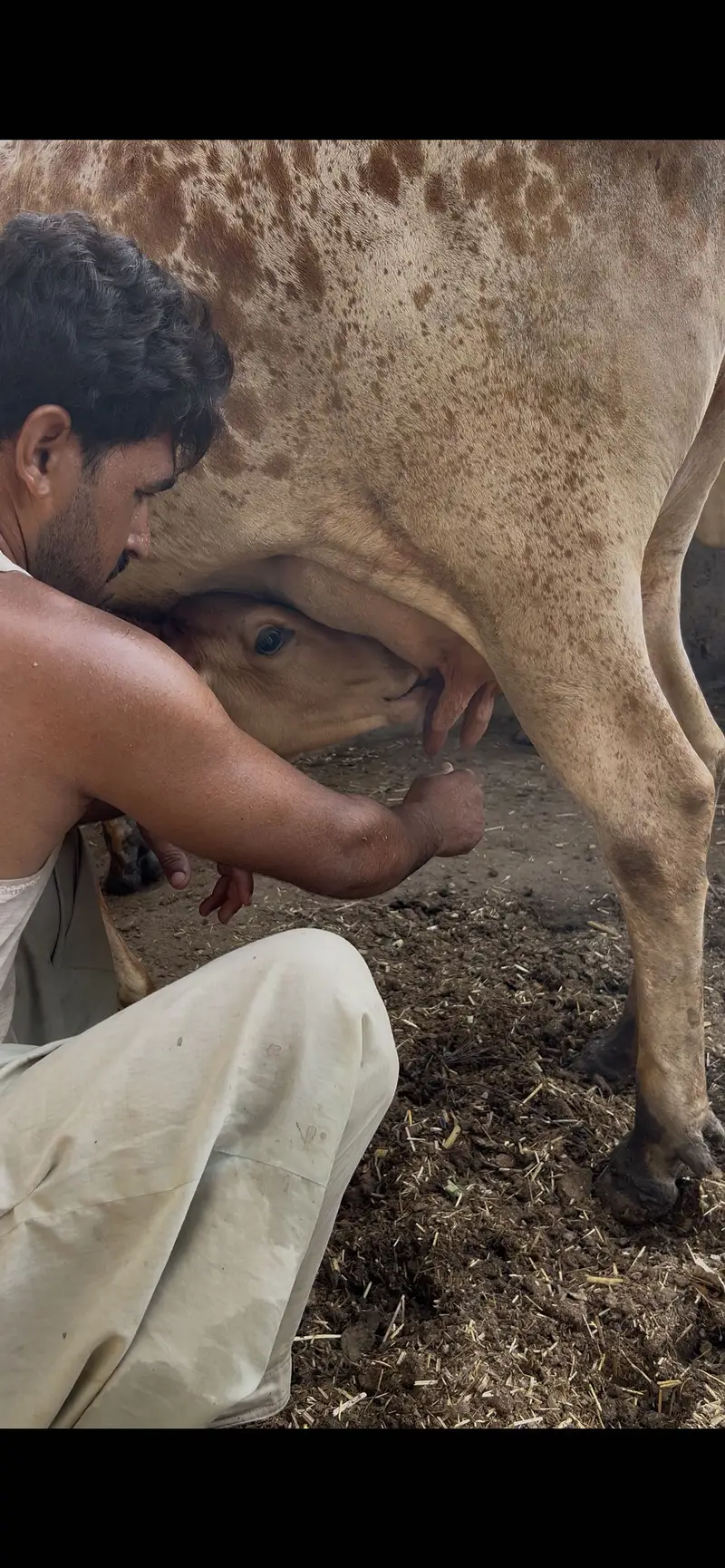 Cholistan Cow with Bachrii — photo 3