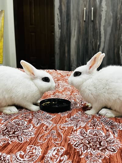 2 Hotot White Rabbits both male and female 3 months babies