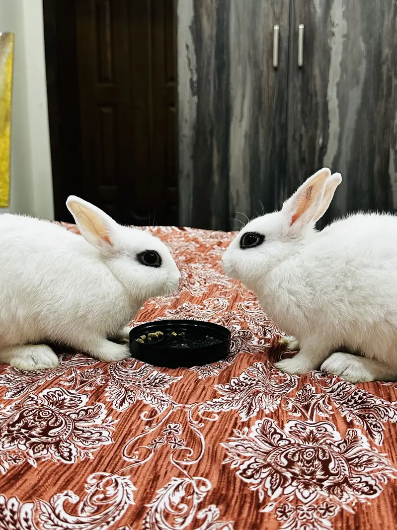 2 Hotot White Rabbits both male and female 3 months babies