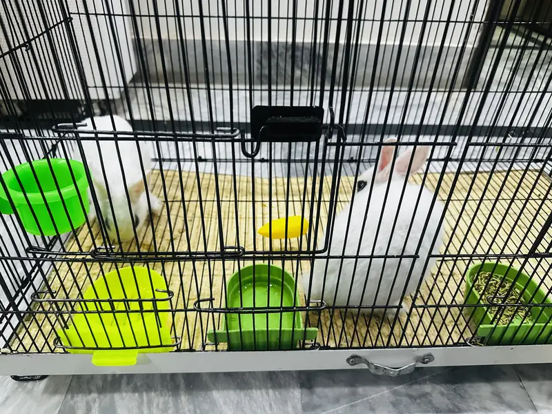 2 Hotot White Rabbits both male and female 3 months babies — photo 2