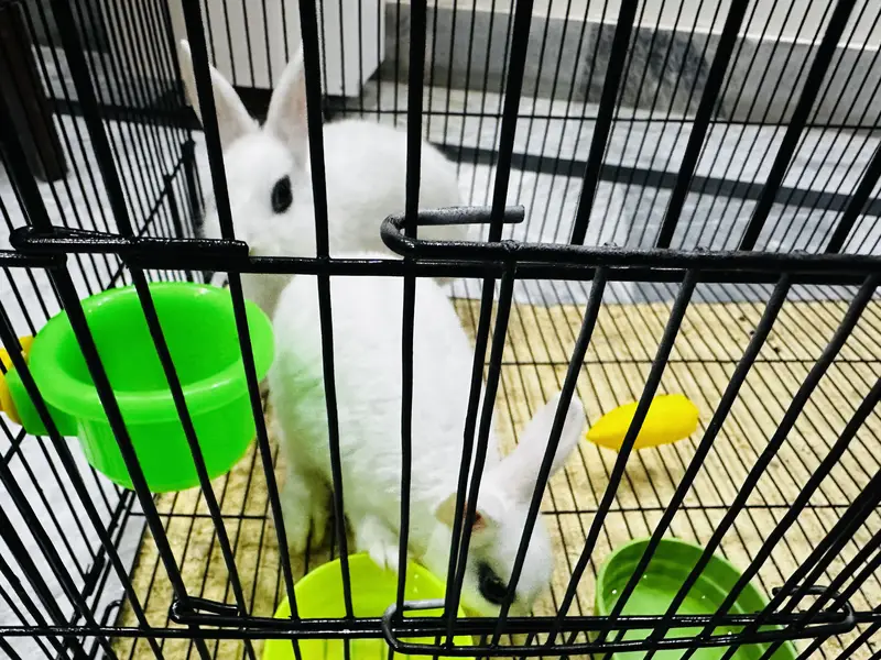 2 Hotot White Rabbits both male and female 3 months babies — photo 3