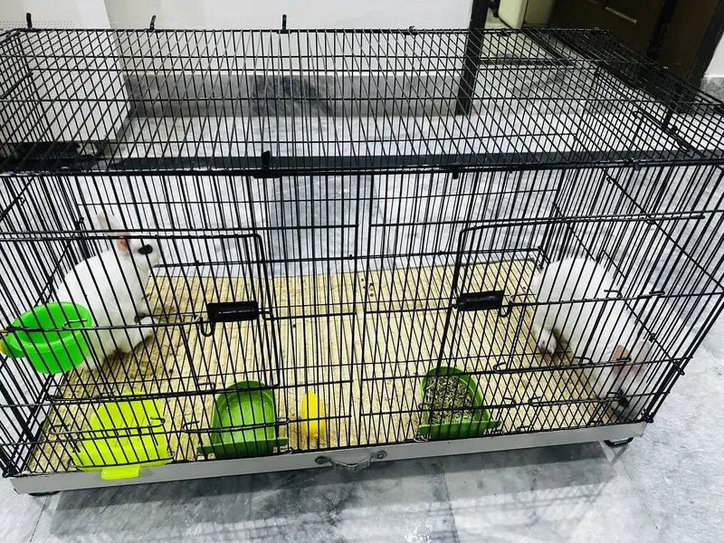 2 Hotot White Rabbits both male and female 3 months babies — photo 4