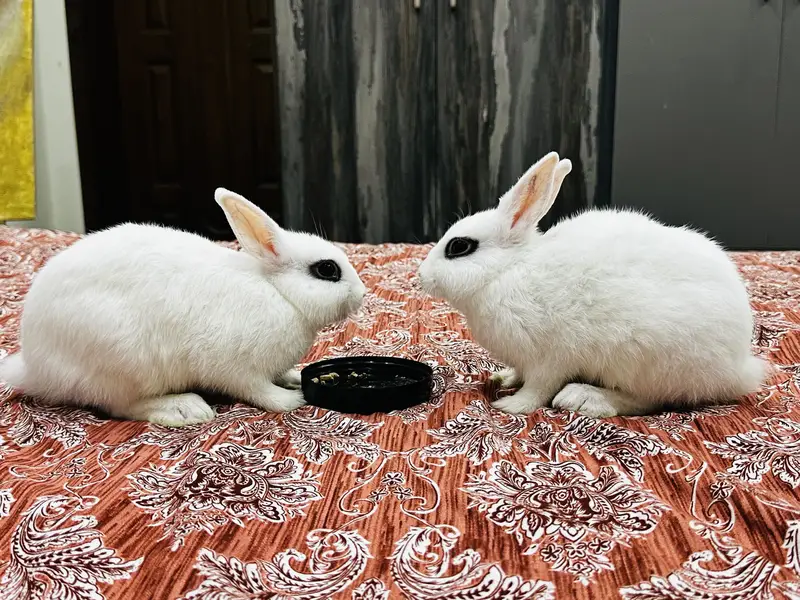 2 Hotot White Rabbits both male and female 3 months babies — photo 5