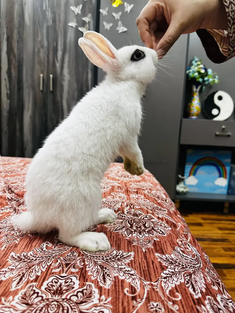 2 Hotot White Rabbits both male and female 3 months babies — photo 6