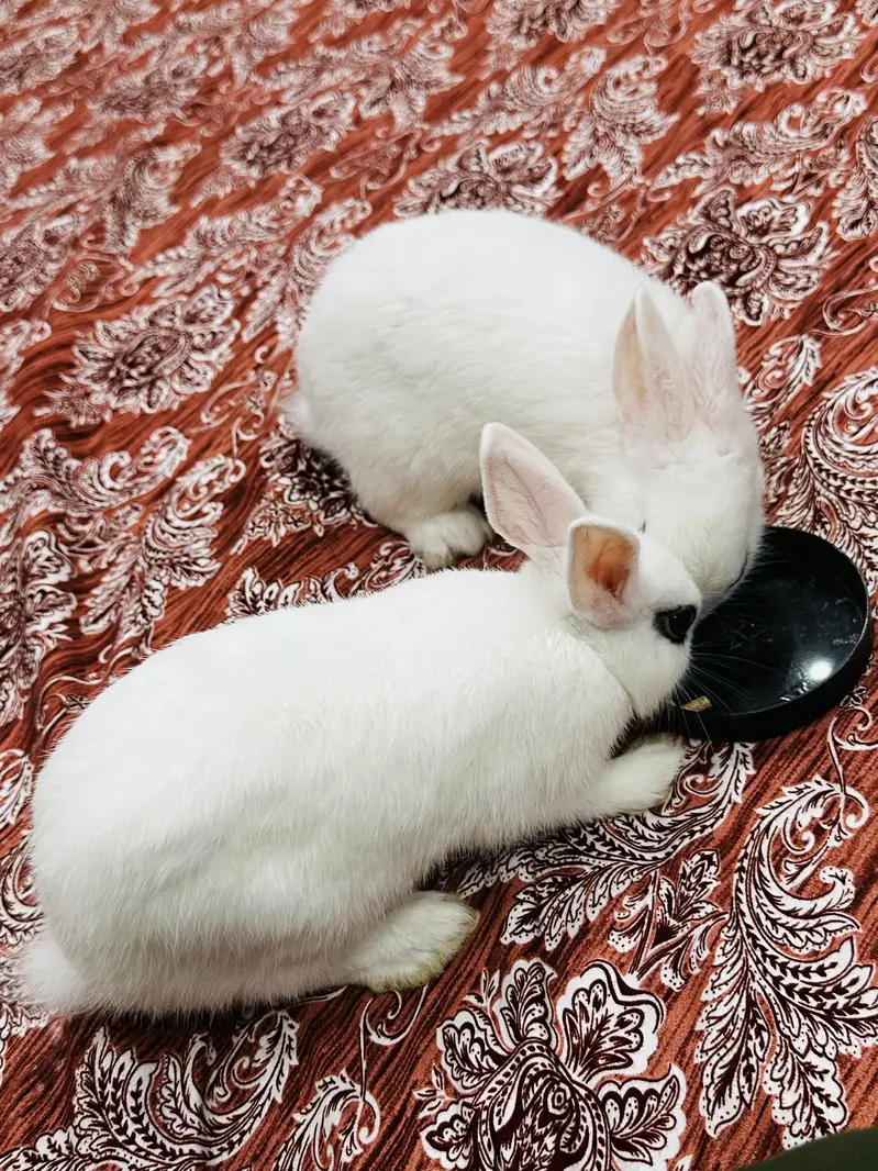 2 Hotot White Rabbits both male and female 3 months babies — photo 7