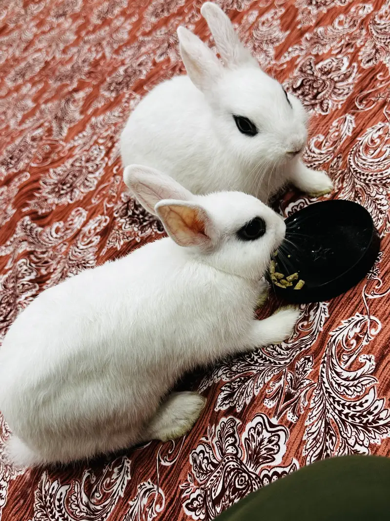 2 Hotot White Rabbits both male and female 3 months babies — photo 8