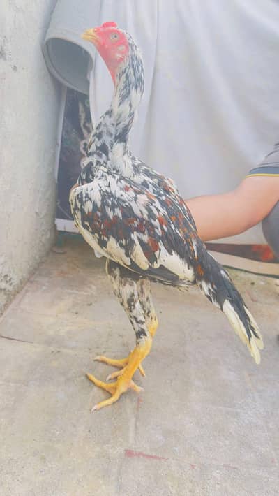 Japanese Shamo x Kamaliya Aseel Patha Murga Long Height 03098573144
