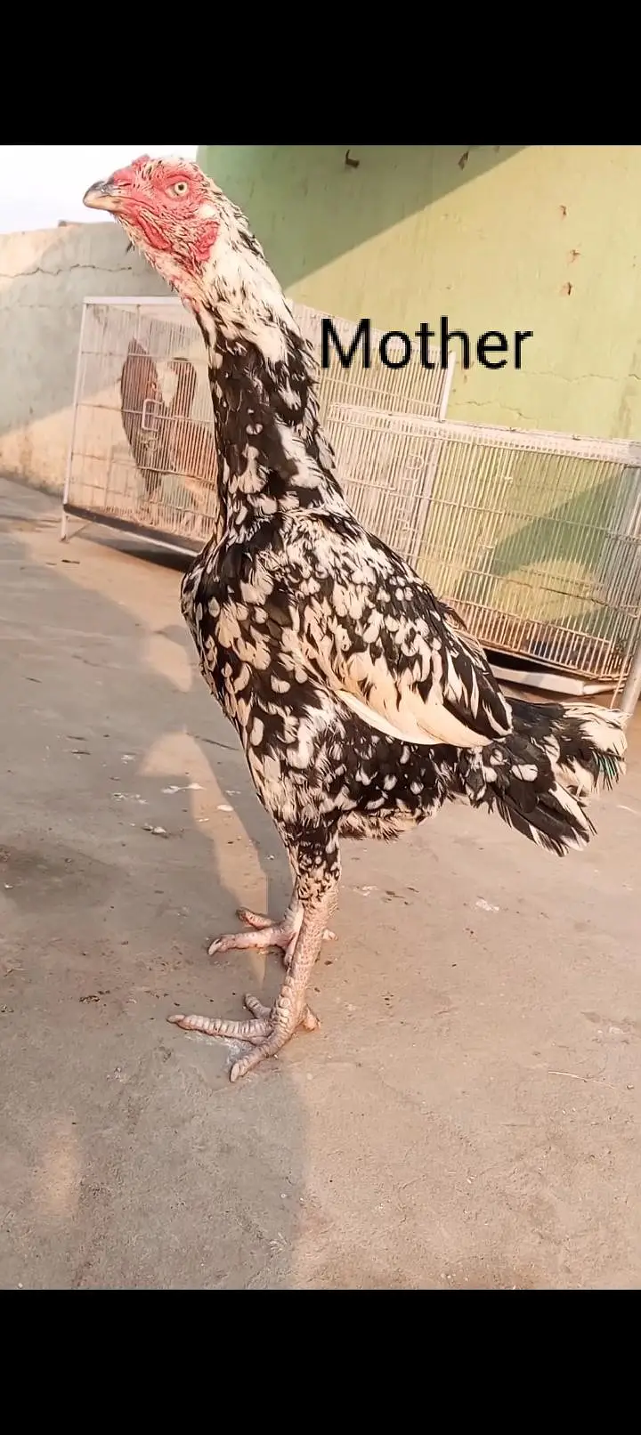 Japanese Shamo x Kamaliya Aseel Patha Murga Long Height 03098573144 — photo 7