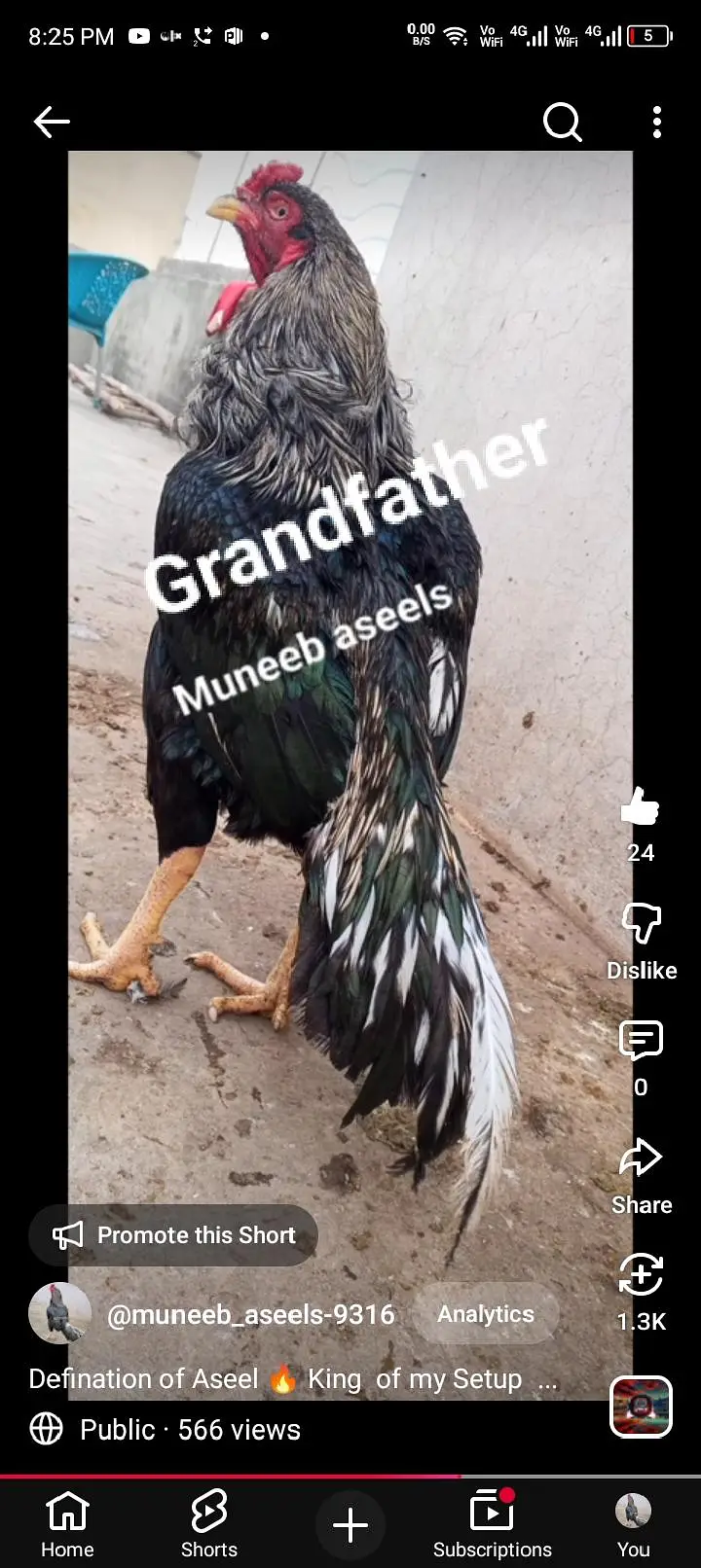 Japanese Shamo x Kamaliya Aseel Patha Murga Long Height 03098573144 — photo 9