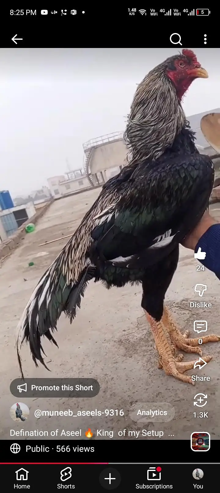 Japanese Shamo x Kamaliya Aseel Patha Murga Long Height 03098573144 — photo 10