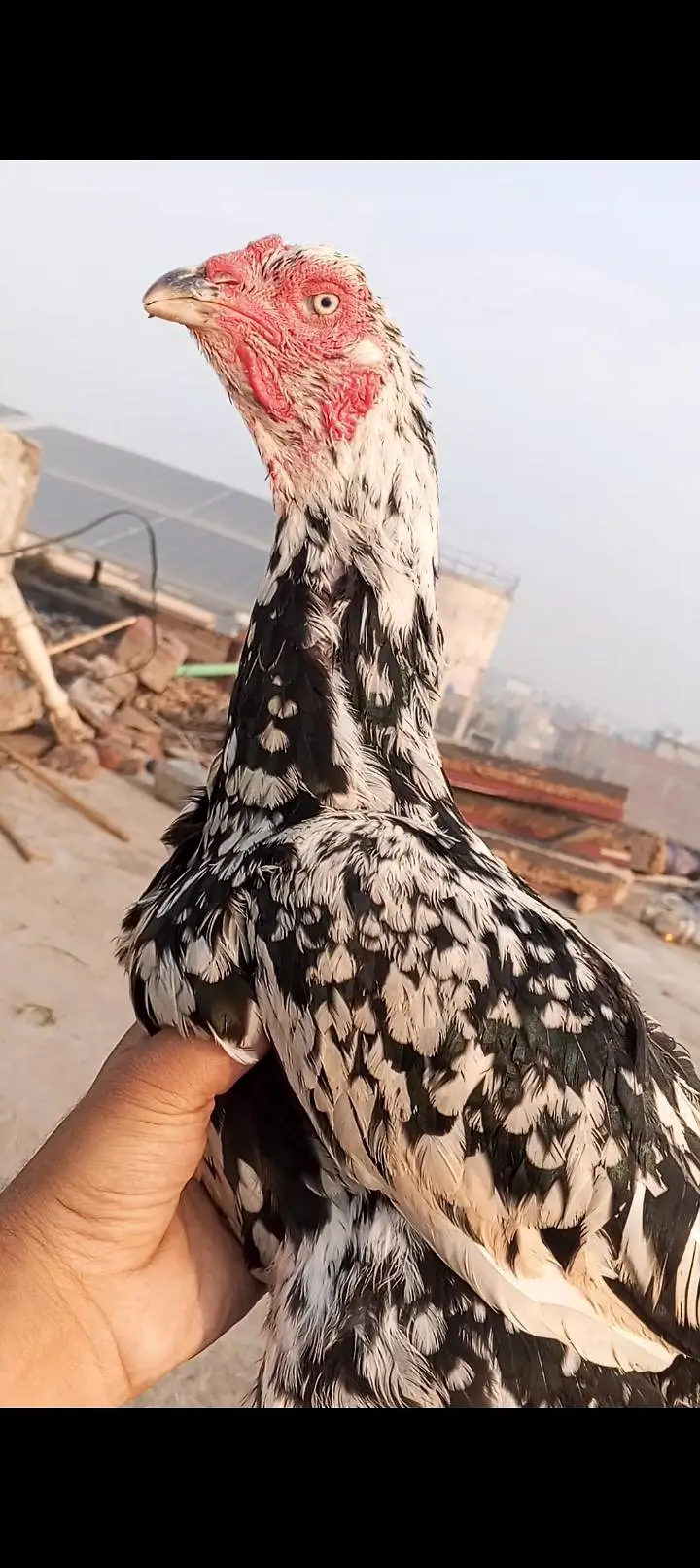 Japanese Shamo x Kamaliya Aseel Patha Murga Long Height 03098573144 — photo 12