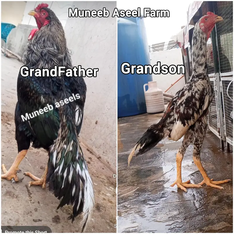 Japanese Shamo x Kamaliya Aseel Patha Murga Long Height 03098573144 — photo 8