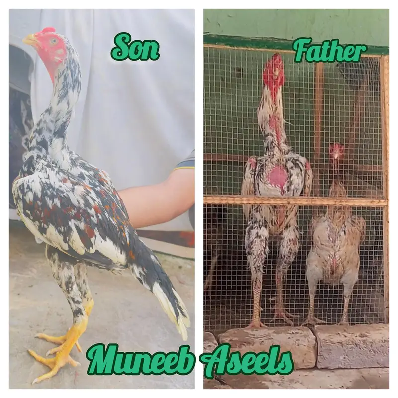 Japanese Shamo x Kamaliya Aseel Patha Murga Long Height 03098573144 — photo 6