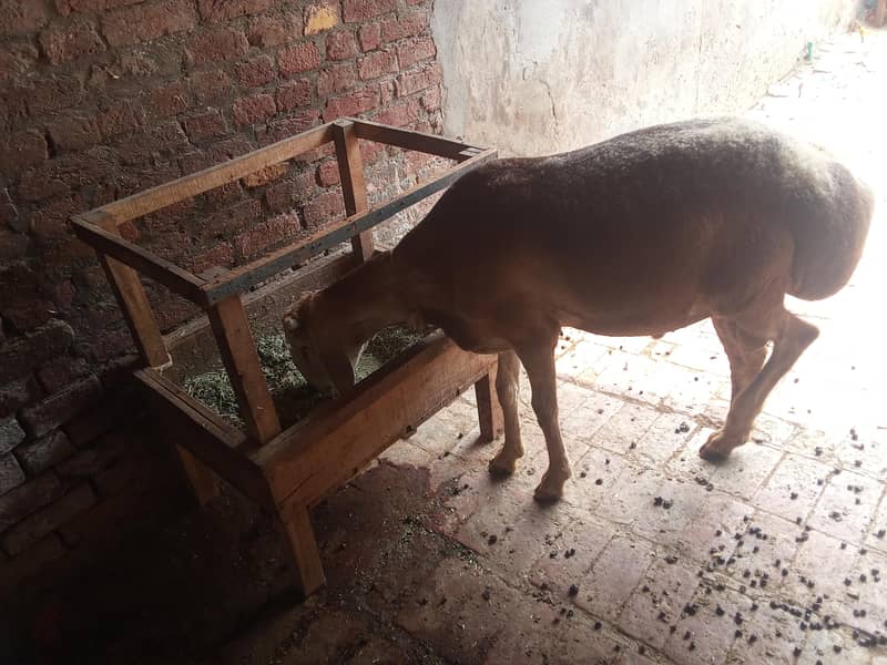 Dumba for sale 1