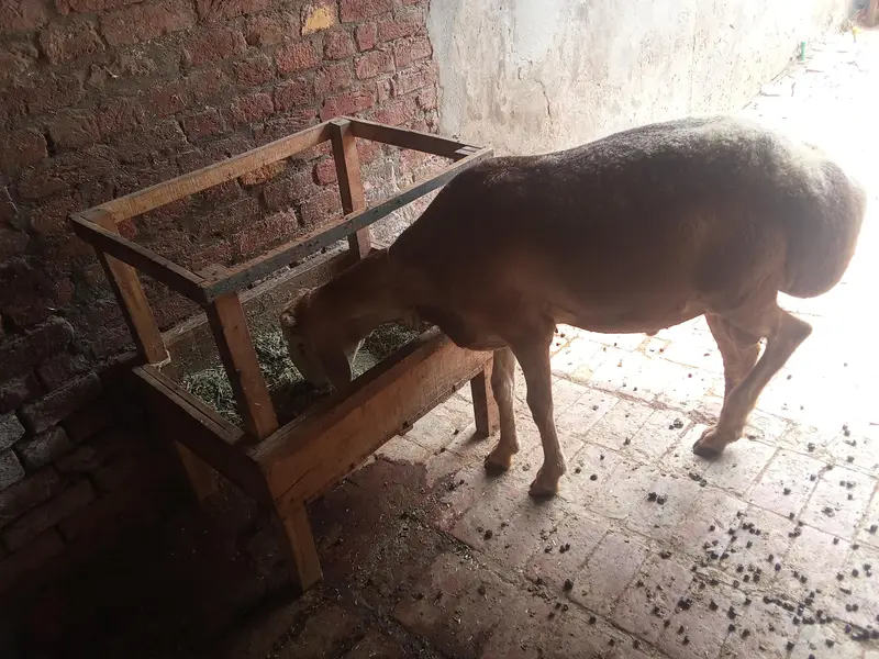 منہ سے چھ دانت