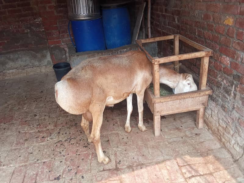 Dumba for sale 2