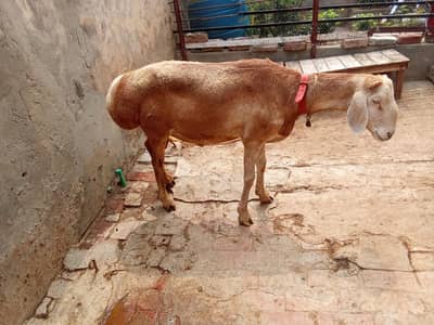 Dumba for sale