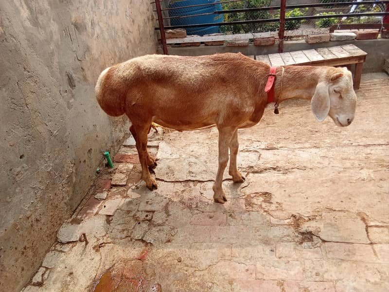 Dumba for sale 0