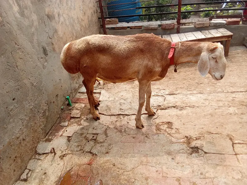 منہ سے چھ دانت — photo 3